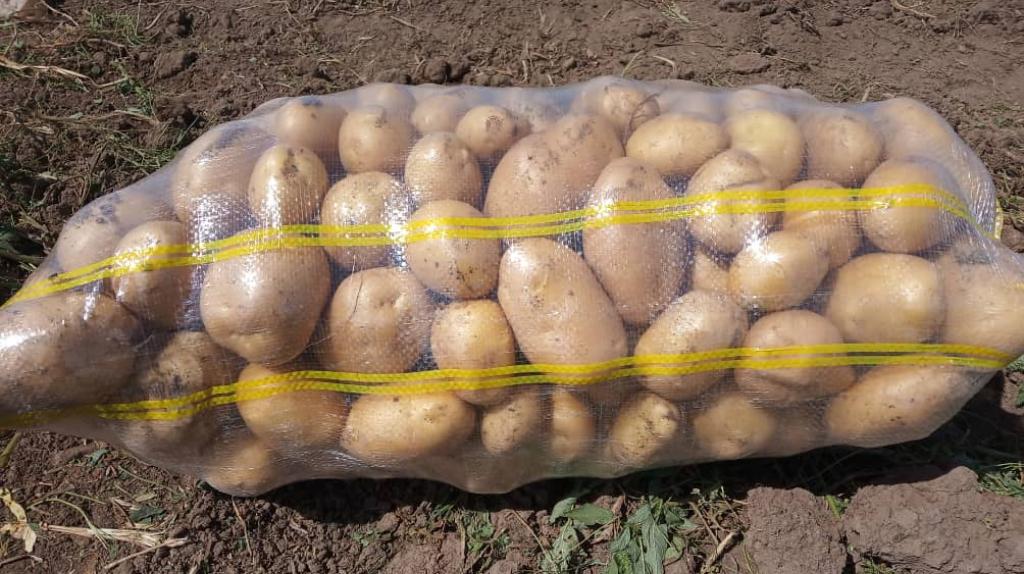 صادرات سیب زمینی  به روسیه